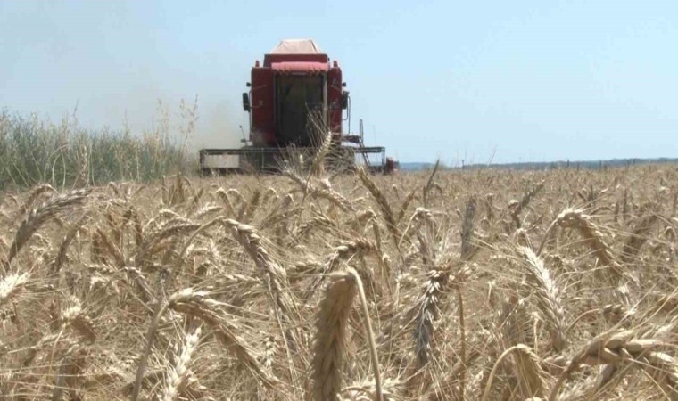 Edirnede buğday hasadı başladı, ilk hasat yapıldı