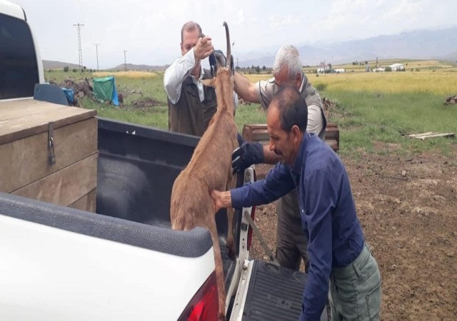 Elazığda bitkin halde bulunan dağ keçisi koruma altına alındı