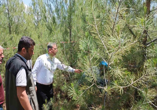 Elazığda kızılçam ormanlarında sıklık bakım çalışması yapıldı