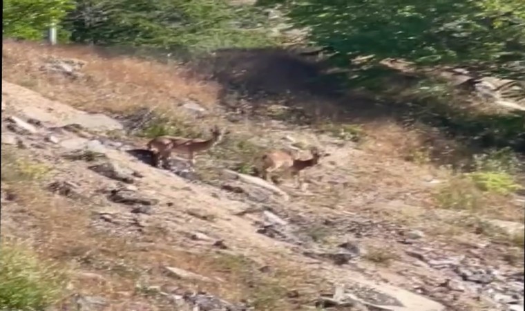 Elazığda nesli tükenme tehlikesi altında olan dağ keçileri görüldü