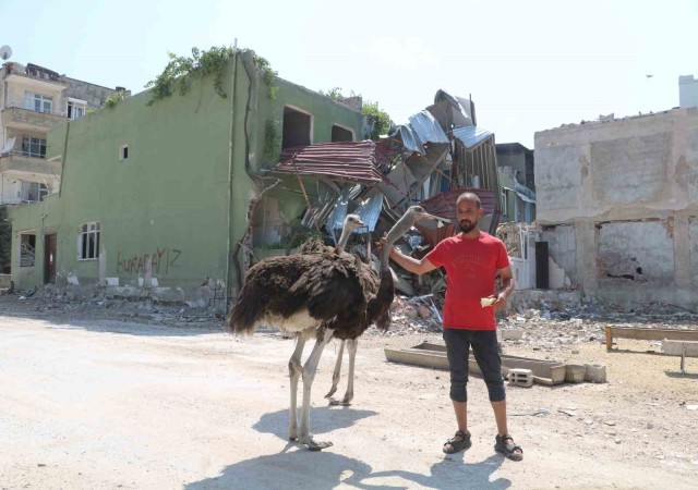 Enkaz kentte ilginç görüntü, başta kimse nereden geldiklerini anlayamadı