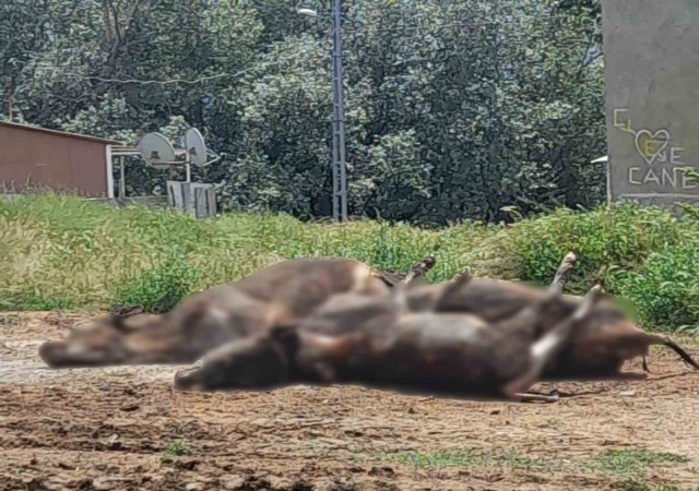 Erzincanda çıkan yangında 5 büyükbaş hayvan telef oldu