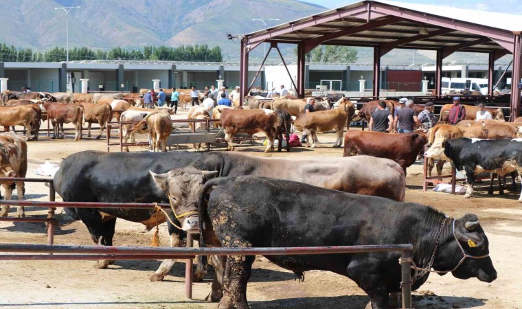 Erzincanda kurban hareketliliği hız aldı