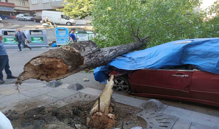 Esenlerde ceviz ağacı 2 aracın üstüne devrildi