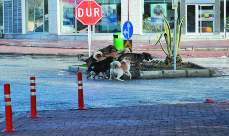 Gazipaşada vatandaşlar başıboş köpeklerden şikayetçi