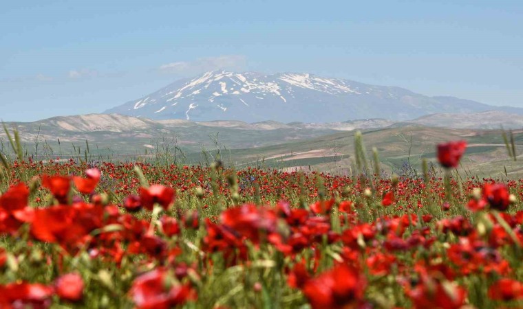 Gelinciklerin Süphan Dağı ile oluşturduğu manzara hayran bırakıyor