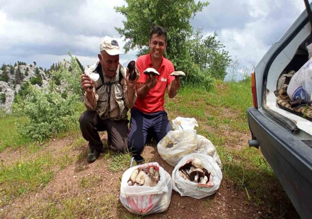 Giden Gelmez Dağlarında Mor Mantar toplama zamanı