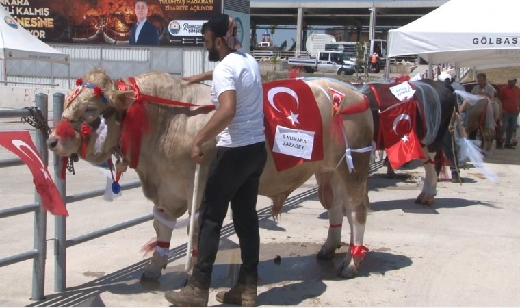 Gölbaşı 3üncü Geleneksel Kurban Güzellik Yarışmasında en güzel kurban seçildi