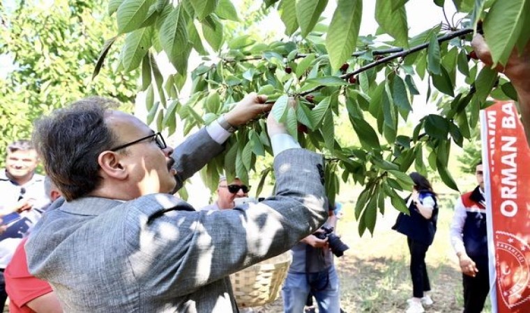 Gölpazarında ilk kiraz hasadı yapıldı