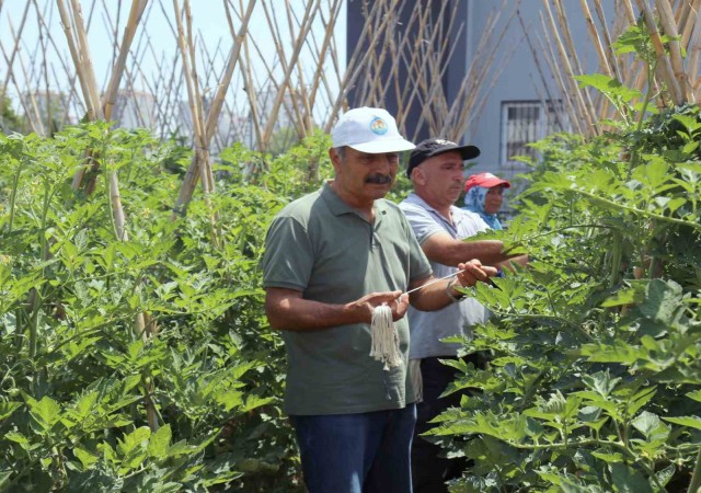 Gönüllü serasında yetiştirilen sebze ve meyveler ihtiyaç sahiplerine gidiyor