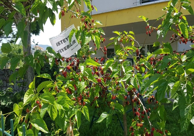 ‘Göz Hakkı diye dut ağacın astığı yazı yürekleri ısıttı