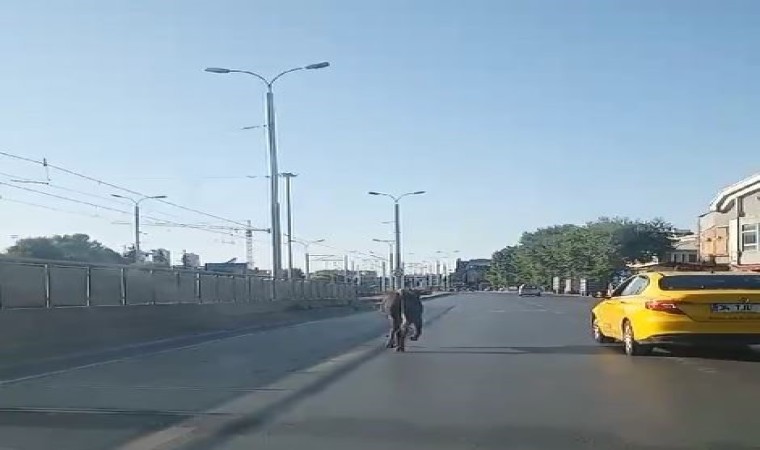 Güngörende kaçan kurbanlık trafikte zor anlar yaşattı