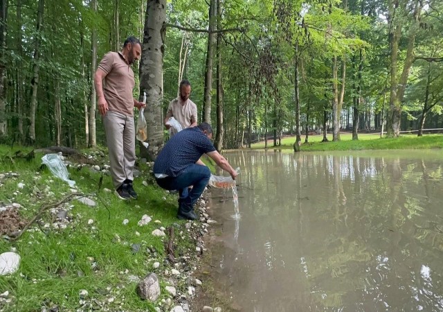 Güzlek Mesire Alanı Göletine 500 koi balığı bırakıldı