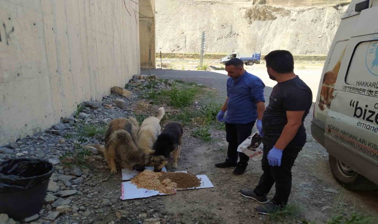 Hakkaride sokak hayvanları için sakatat bırakıldı