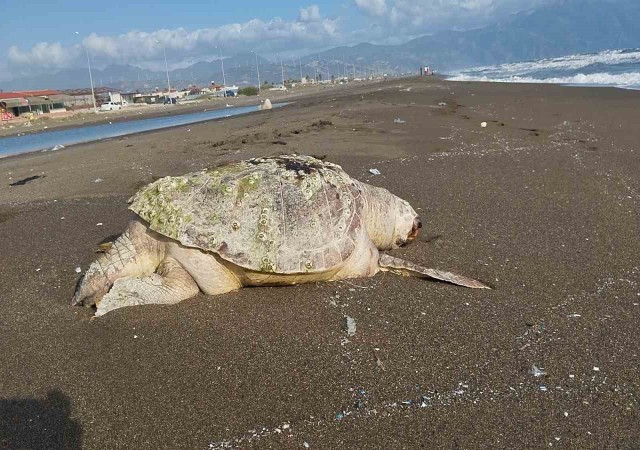 Hatayda sahilde ölü caretta caretta bulundu