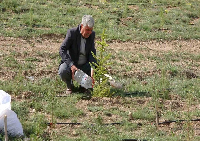 Her yıl binlerce fidanı toprakla buluşturuyor, bozkırı yeşile büründürüyor