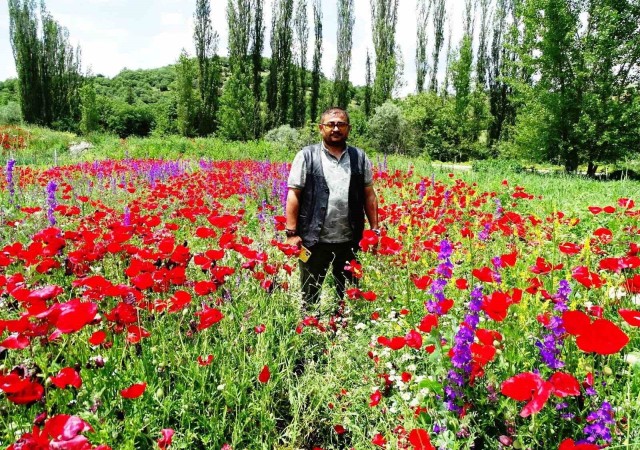 Hisarcıkta açan gelincikler tarlaları kırmızıya boyadı