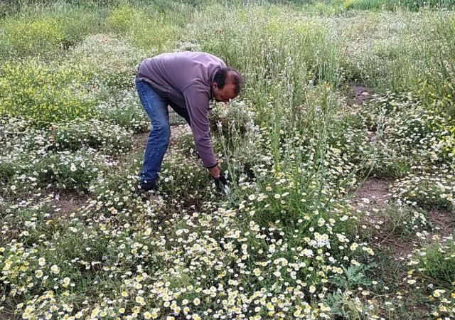 Hisarcıkta papatya köylülerin geçim kaynağı haline geldi