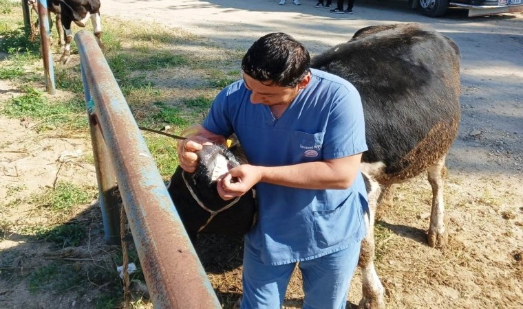 Hisarcıkta zabıta ekiplerinden kurban satış yerlerinde denetim