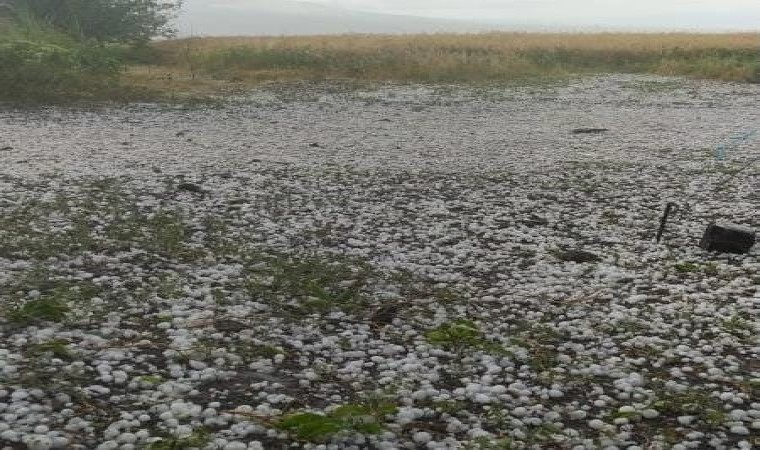 Iğdırda yağan dolu ekili alana zarar verdi