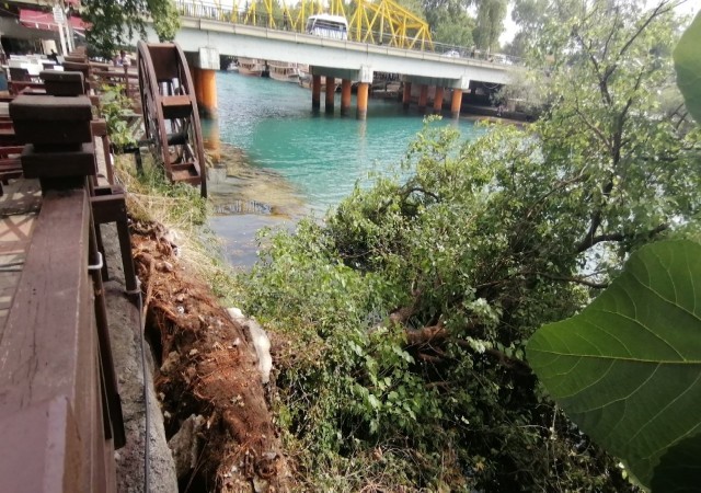 Irmak kenarındaki karacaağaç, şiddetli rüzgara direnemedi