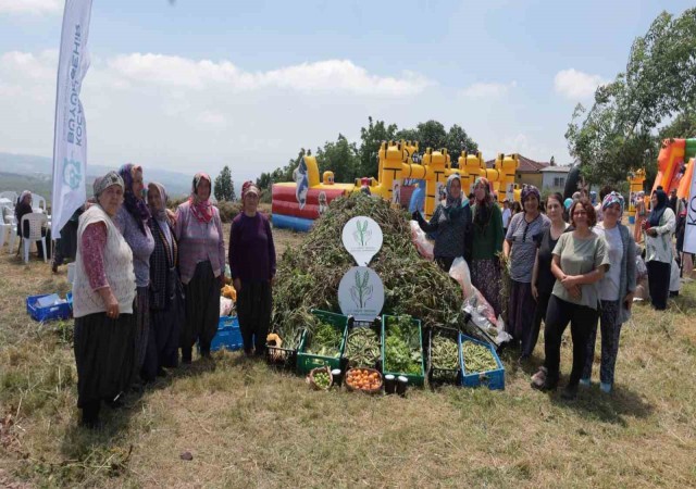 Kadın çiftçilerin yetiştirdiği arakanın ilk hasadı yapıldı