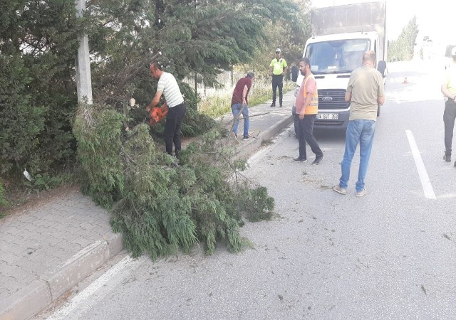 Kara yoluna devrilen iki ağaç kaldırıldı