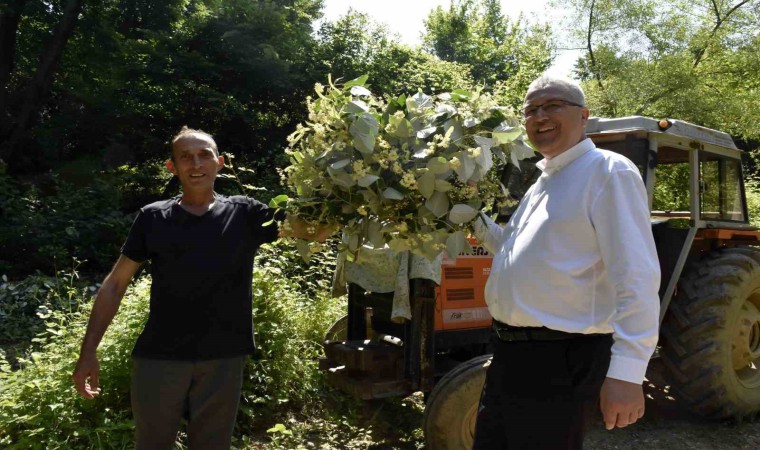 Karacabeyin dünyaca ünlü ıhlamur ormanlarında hasat başladı