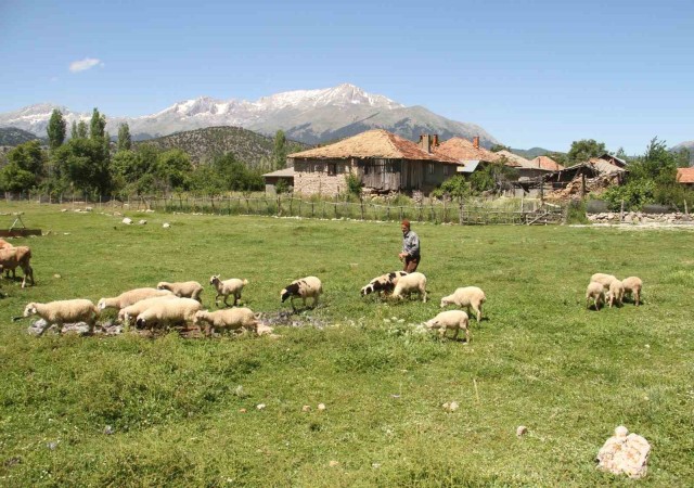 Karadeniz havasının yaşandığı Konyada besiciler yağışlardan memnun