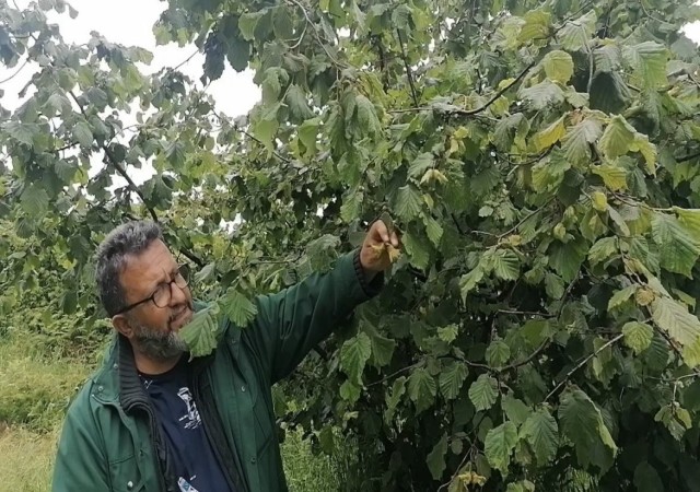 Karadenizde sağanak yağışlar ve güneşsiz geçen günler fındık üreticilerini kara kara düşündürüyor