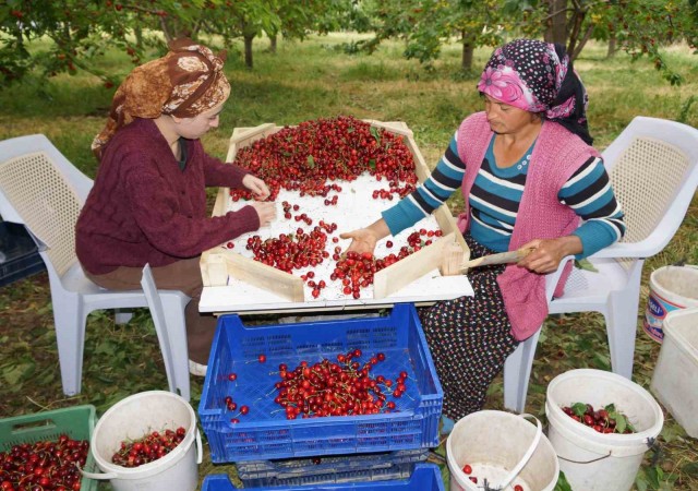 Karamanda kiraz hasadı başladı