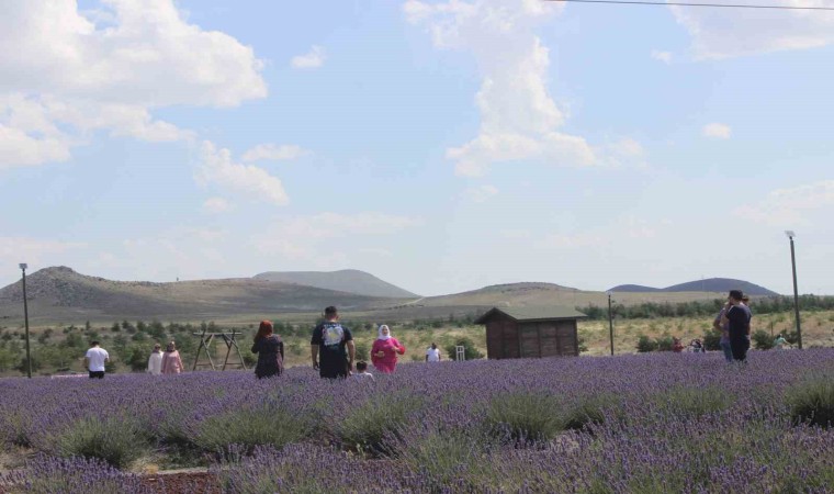 Karapınardaki lavanta bahçesi turistlerin uğrak noktası oldu