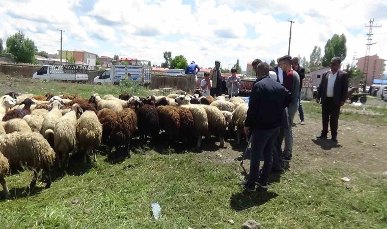 Karsta kurbanlık çok, alan yok