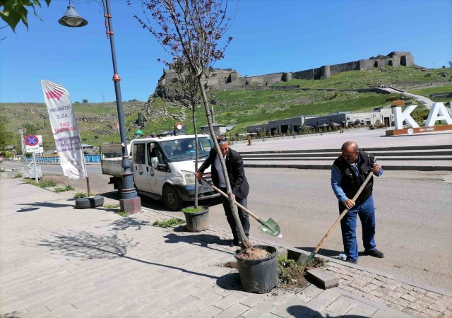 Karsta kuruyan ağaçlar değiştiriliyor