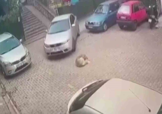 Kartalda yerde yatan köpeği otomobiliyle ezerek telef etti