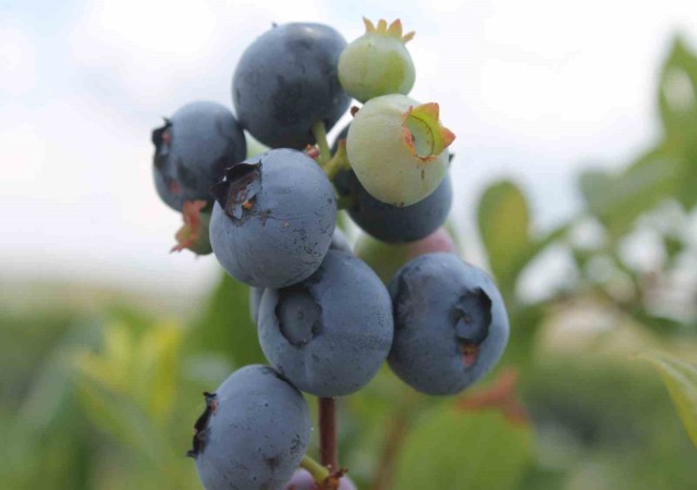 Kayalık arazilerde saksıda şifa kaynağı yaban mersini yetiştiriliyor