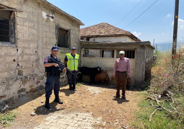 Kaybolan keçileri jandarma buldu