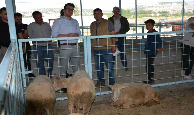 Kaymakam Okumuştan kurban pazarında inceleme