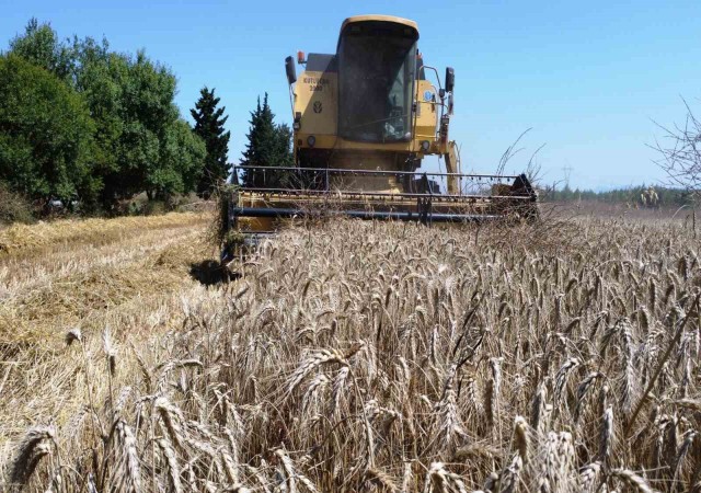 Kepezin buğday tarlalarında hasat sevinci