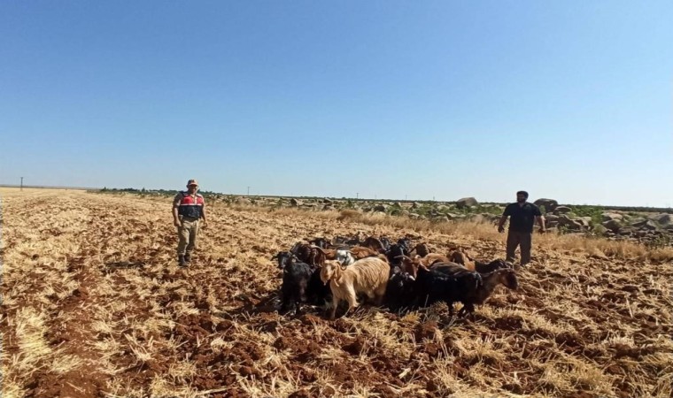 Kiliste kaybolan 15 küçükbaş hayvanı Jandarma buldu