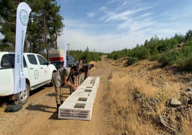 Kiliste yüzlerce keklik doğaya bırakıldı