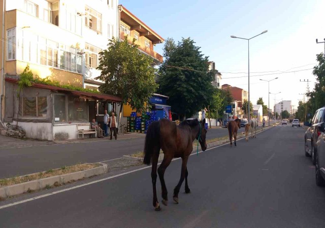 Kırklarelinde başıboş atlar trafiği tehlikeye sokuyor