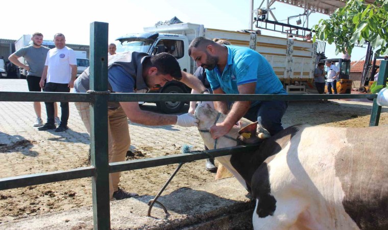 Kırklarelinde kurban kesim ve satış alanlarında denetim