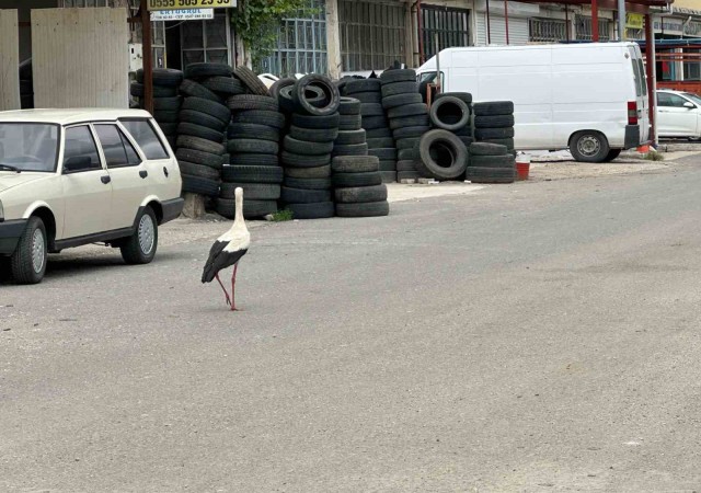 Kızılcahamamın leylekleri esnafla beraber yaşıyor