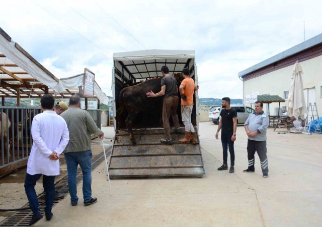 Kocaelide kurbanlık hayvan girişleri başladı