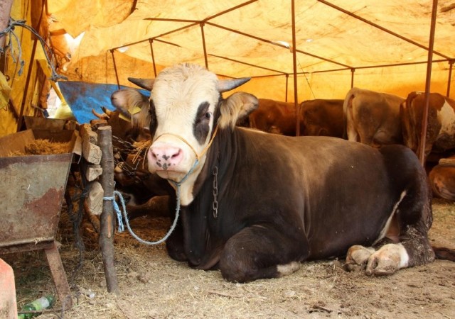 Kurban Bayramı öncesi Sivasta Kurban pazarı açılmayacak