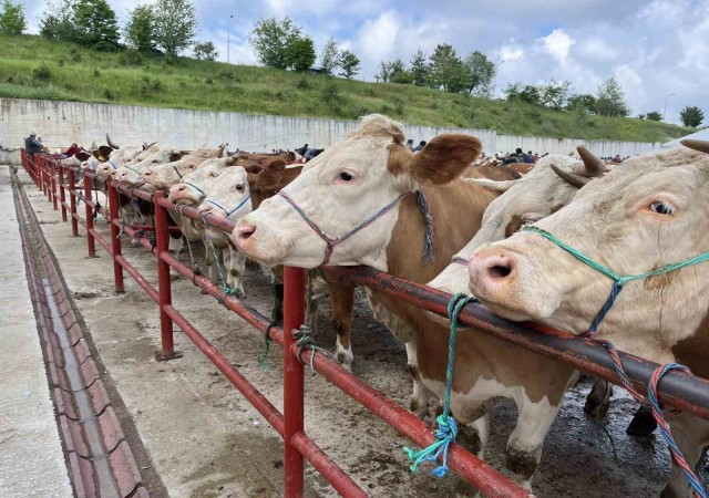 Kurban Bayramı öncesinde hastalıklara karşı uyarı