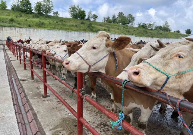 Kurban Bayramı öncesinde hayvan pazarında denetim