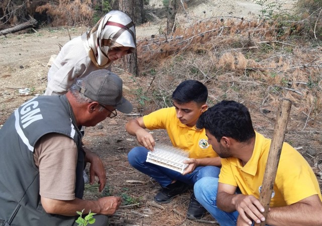 Kuruyan ormanlara zararlı böcekleri yok eden faydalı böcekler bırakıldı