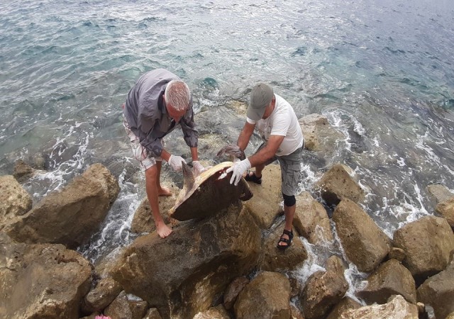 Kuşadasında caretta caretta cinsi deniz kaplumbağası kıyıya vurdu